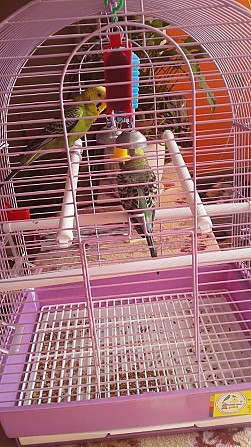 Продам двоих попугаев неразлучников вместе с клетк Сочи - изображение 1
