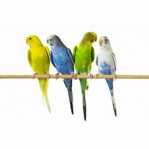Волнистые попугайчики и голуби домашн. разведения Майкоп - изображение 1