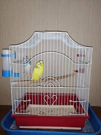 Продам волнистых попугайчиков с клеткой Новосибирск - изображение 1