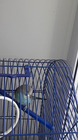 Волнистый попугай Самара - изображение 1