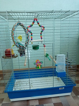 Волнистые попугайчики с клеткой Томск - изображение 1