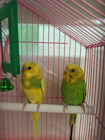Волнистые попугайчики Пенза - изображение 1