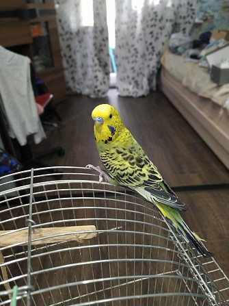 Продам волнистого попугая Калининград - изображение 1