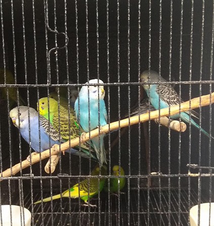 Молодые волнистые попугайчики Сочи - изображение 1