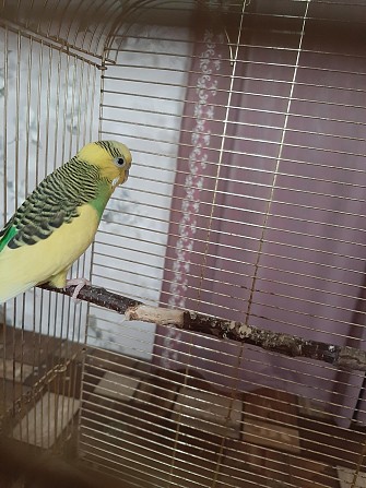 Волнистый попугай Брянск - изображение 1
