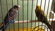 Два волнистых попугая с клеткой