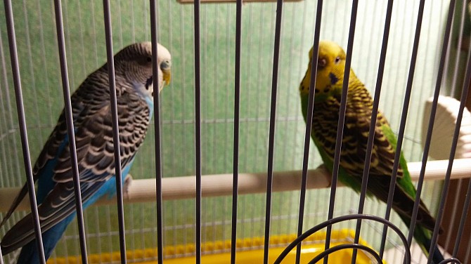 Два волнистых попугая с клеткой Белгород - изображение 1