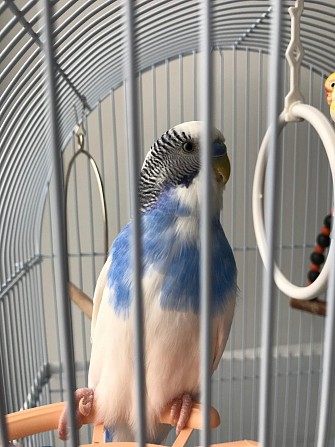 Волнистый попугай с клеткой Владимир - изображение 1