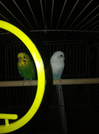 Волнистые попугаи Нижний Тагил - изображение 1