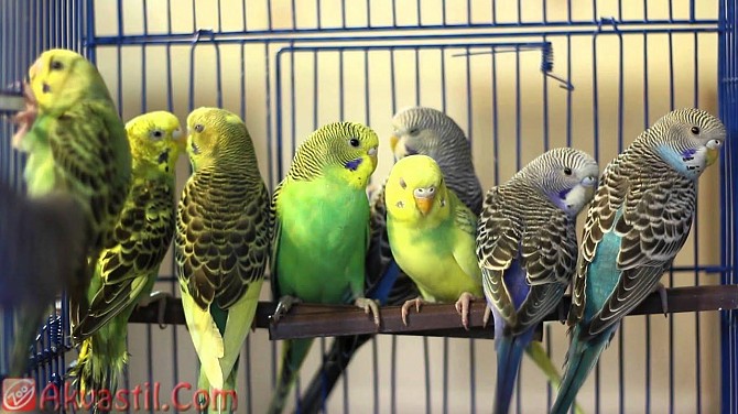 волнистые попугаи Стерлитамак - изображение 1
