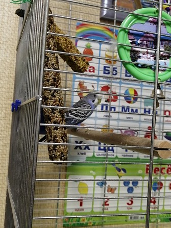 Волнистый попугай Нижневартовск - изображение 1