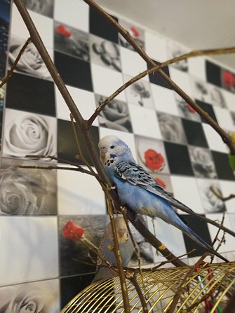 Волнистые попугаи-от Заводчика Мытищи - изображение 1