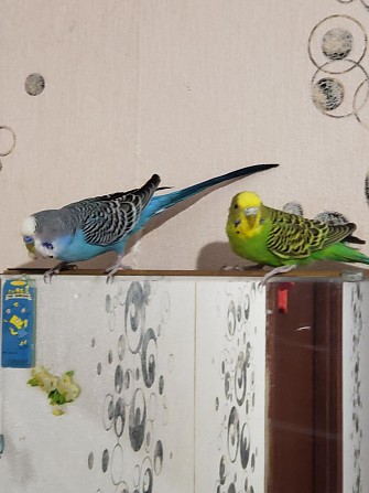 Волнистые попугаи Одинцово - изображение 1
