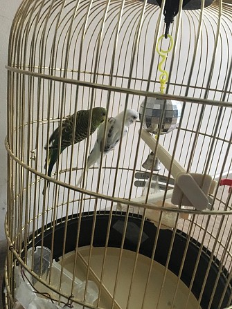 Волнистые попугайчики с клеткой!!! Новочебоксарск - изображение 1
