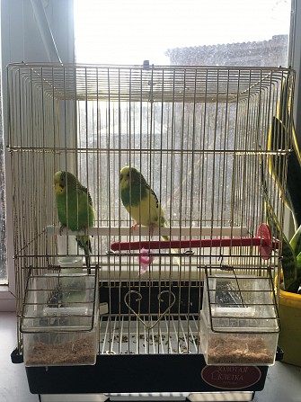 Волнистые 2 попугая Евпатория - изображение 1