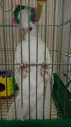 Попугай с клеткой Волгоград - изображение 1