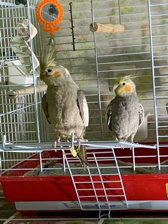 Попугаи(Корелла) Чебоксары - изображение 1