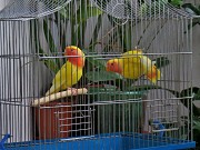 Птенцы попугаев-неразлучников