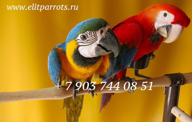 Корма, витамины, минеральные добавки для попугаев из Европы Москва - изображение 1