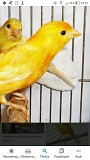 Канарейки самки желтые 1 год
