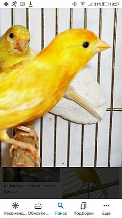 Канарейки самки желтые 1 год Тюмень - изображение 1