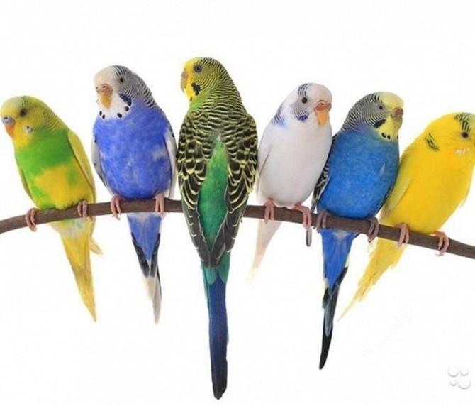 Птенчики волнистых попугаев Москва - изображение 1