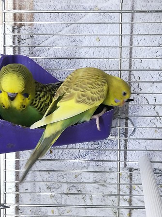 Волнистые попугаи птенцы Москва - изображение 1