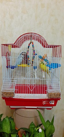 Волнистые попугаи с клеткой . Москва - изображение 1