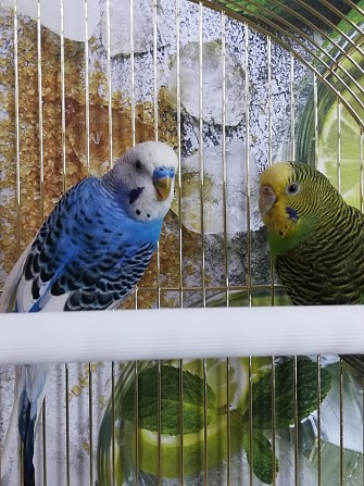Волнистые попугаи пара с клеткой Москва - изображение 1