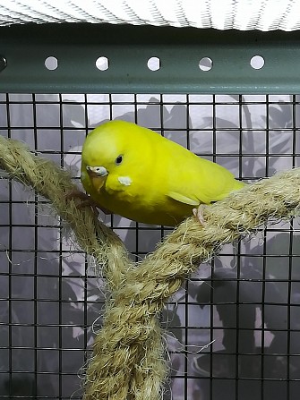 Волнистый попугай самка 1 год Москва - изображение 1