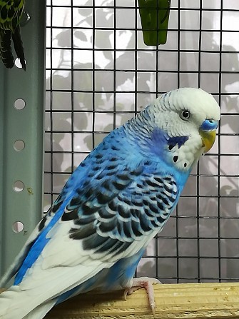 Волнистый попугай самец 1,5 года Москва - изображение 1