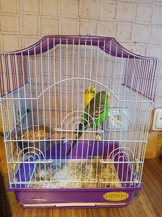 Волнистый попугай птенцы, самец, самка, с клеткой. Москва - изображение 1