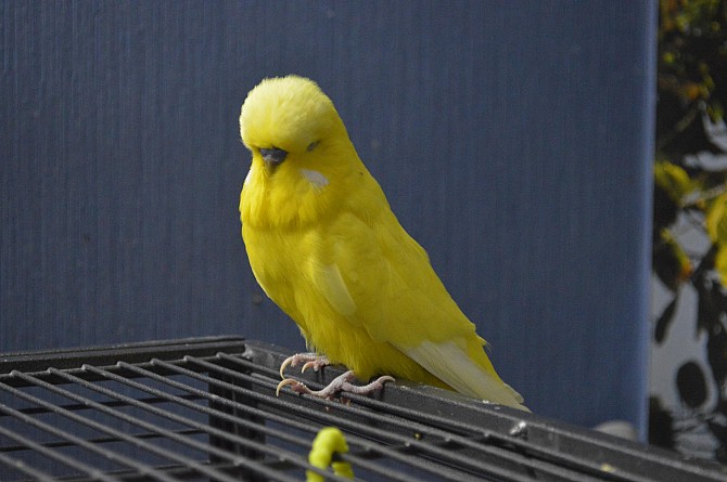 Выставочный волнистый попугай, самочка на гнездо Москва - изображение 1
