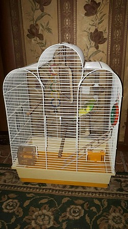Волнистый попугай с клеткой Санкт-Петербург - изображение 1