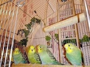Волнистые попугаи Екатеринбург - изображение 1