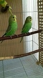 Молодые волнистые попугайчики 35-40 дней. Самое вр
