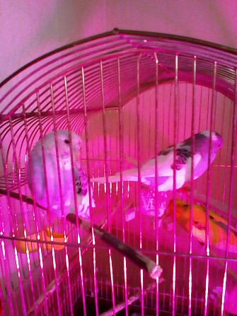 Волнистые попугайчики.Возраст 35-40 дней. Самара - изображение 1