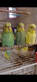 Волнистые попугайчики получехи