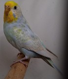 Волнистый Радужный попугай