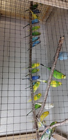 Волнистые попугаи Уфа - изображение 1