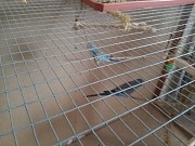 волнистый синий попугай