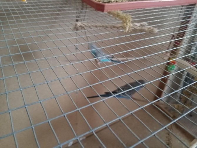 волнистый синий попугай Краснодар - изображение 1