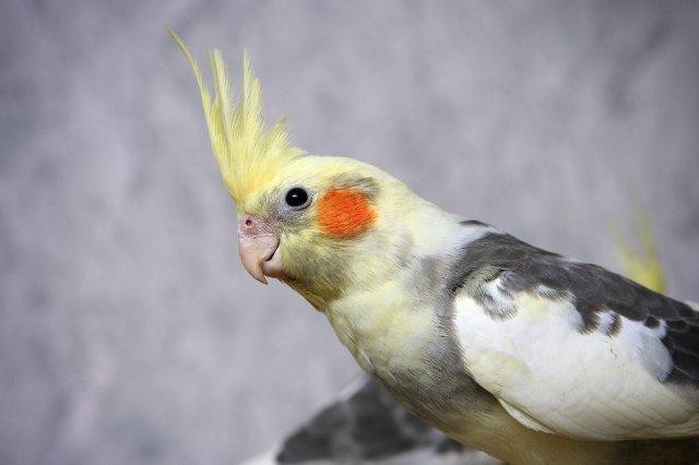 попугай корелла ручной мальчик 3 месяца Москва - изображение 1