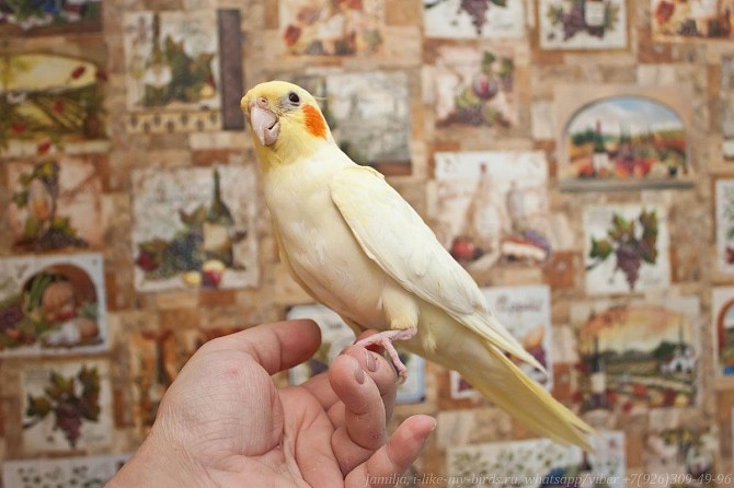 Попугай корелла, ручные птенцы выкормыши Москва - изображение 1