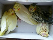 Домашние птенцы попугаев корелла