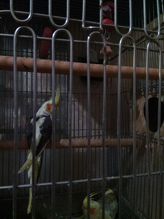 Птенец попугая кореллы. Москва - изображение 1