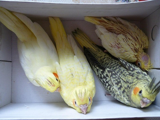 Птенцы попугая корелла домашние. Москва - изображение 1