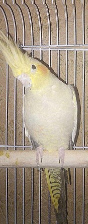 попугай-корелла с клеткой (самец, 10 мес.) Самара - изображение 1