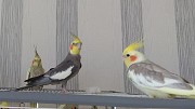 попугаи кореллы