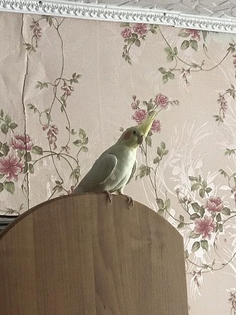 Попугай корелла Ижевск - изображение 1